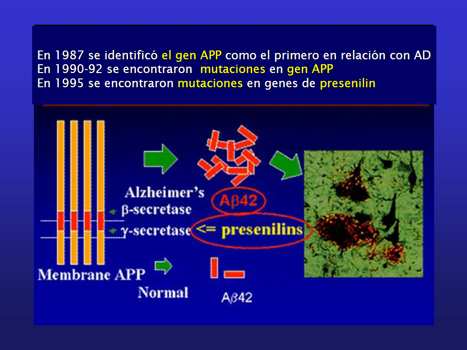 Presenilin(Source - https://slideplayer.es/slide/3123660)