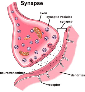 synapse(Source - https://www.researchgate.net/figure/The-synapse-receives-the-incoming-spikes-from-the-axon-and-open-the-synaptic-vesicles_fig2_277171459)