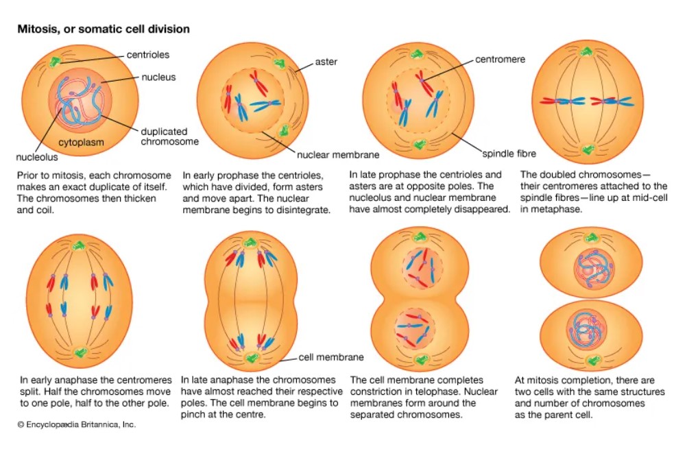 The process of cell division(Source - http://kids.britannica.com/students/assembly/view/166811)